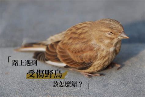 小鳥死掉怎麼處理|路上遇到受傷野鳥該怎麼辦？專訪台北鳥會野鳥救傷中。